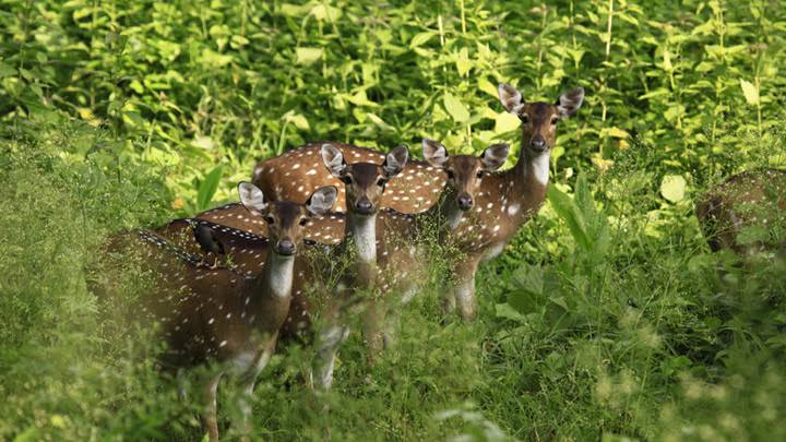 tholpetty wildlife sanctuary